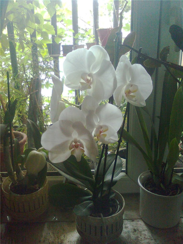 orhidea bjela1